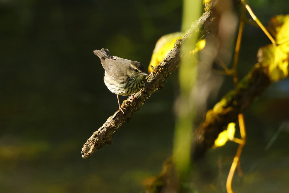 Northern Waterthrush - ML642777571