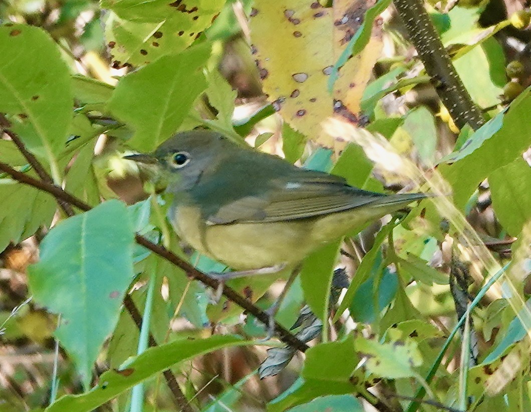 Connecticut Warbler - ML642777573