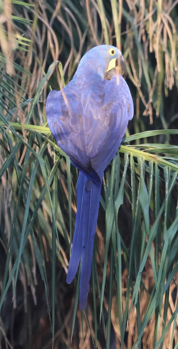 Hyacinth Macaw - ML642777574