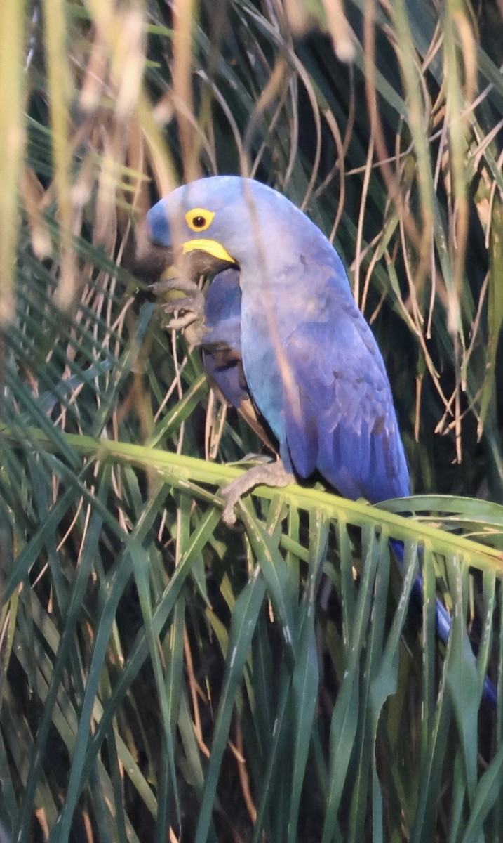Hyacinth Macaw - ML642777575