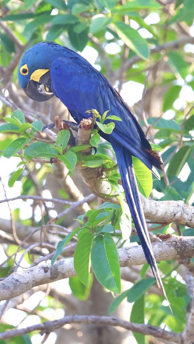 Hyacinth Macaw - ML642777576