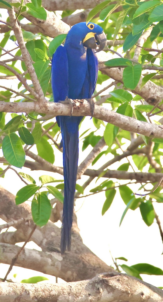 Hyacinth Macaw - ML642777577
