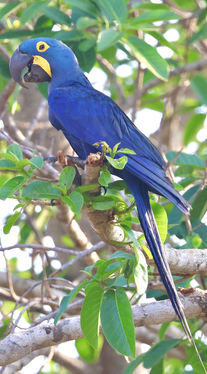 Hyacinth Macaw - ML642777578