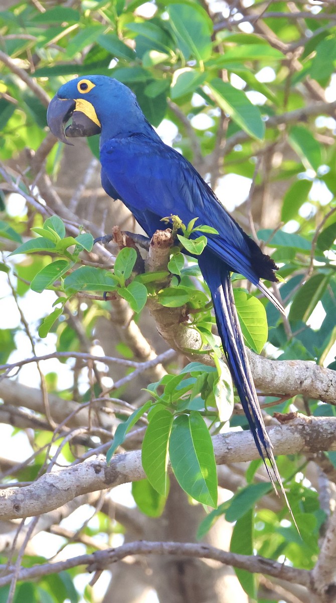 Hyacinth Macaw - ML642777579