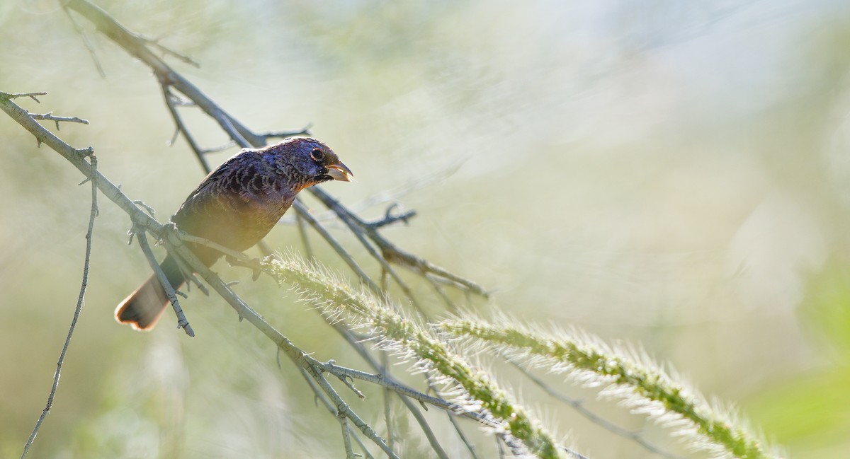 Varied Bunting - ML642777582