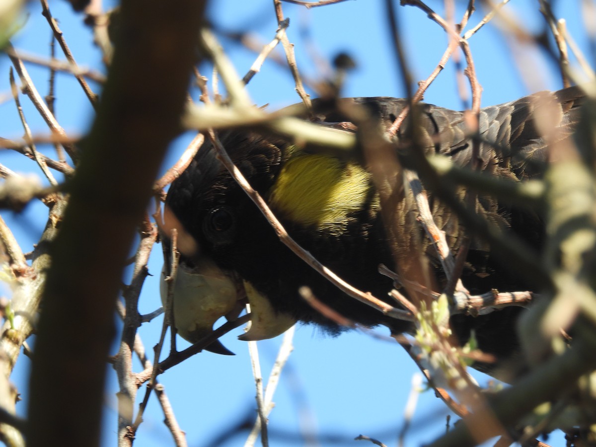 Yellow-tailed Black-Cockatoo - ML642777583