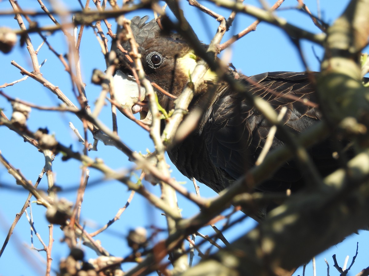 Yellow-tailed Black-Cockatoo - ML642777584