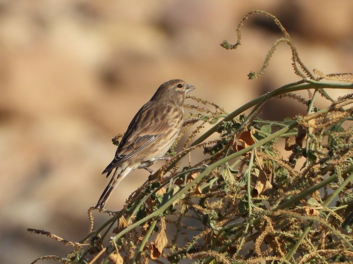 ムネアカヒワ - ML642777585