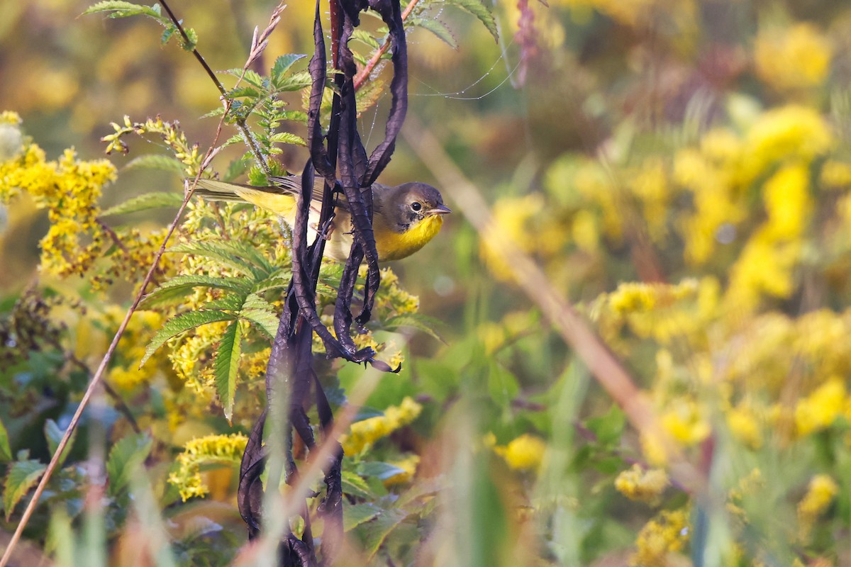 Common Yellowthroat - ML642777588
