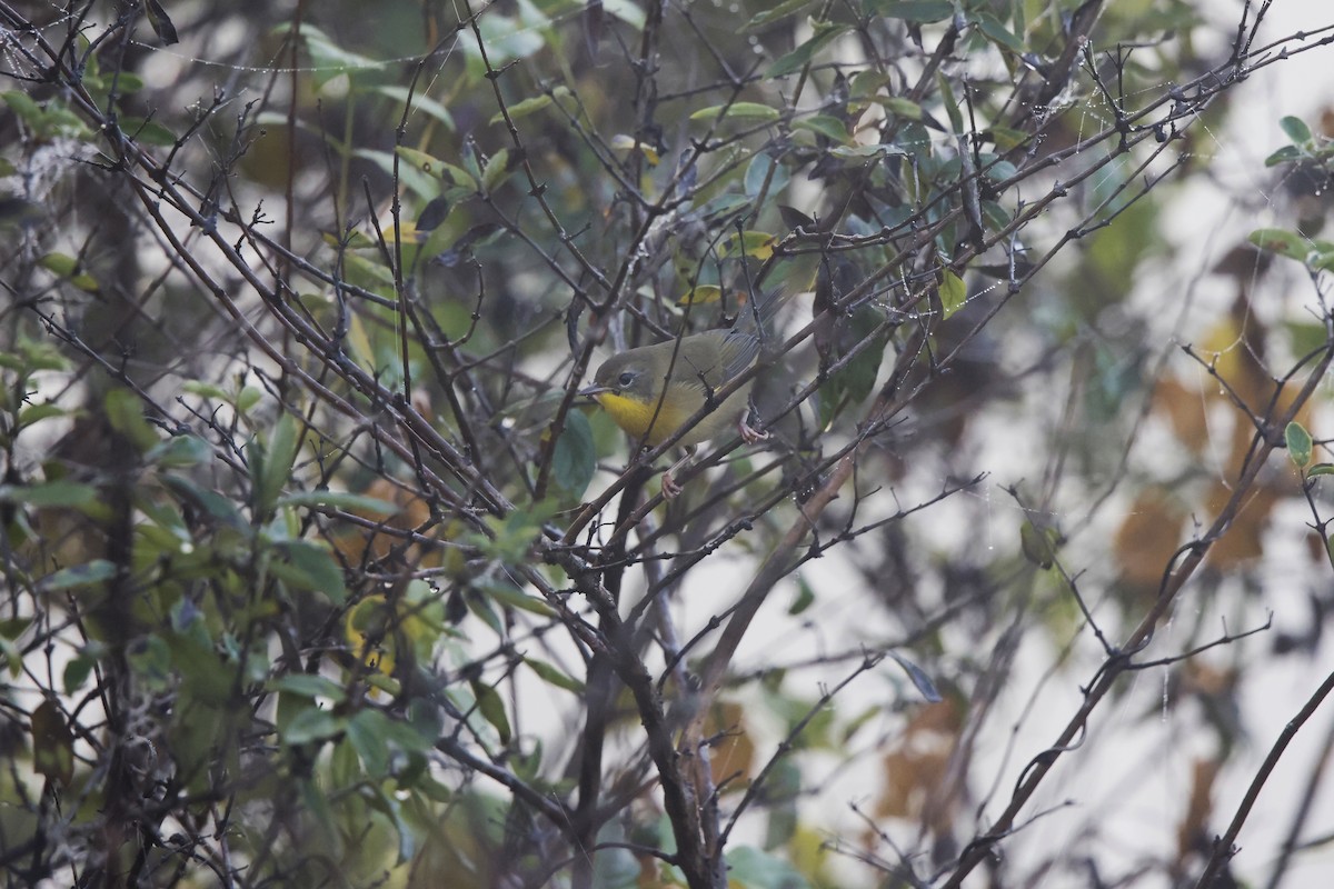 Common Yellowthroat - ML642777589