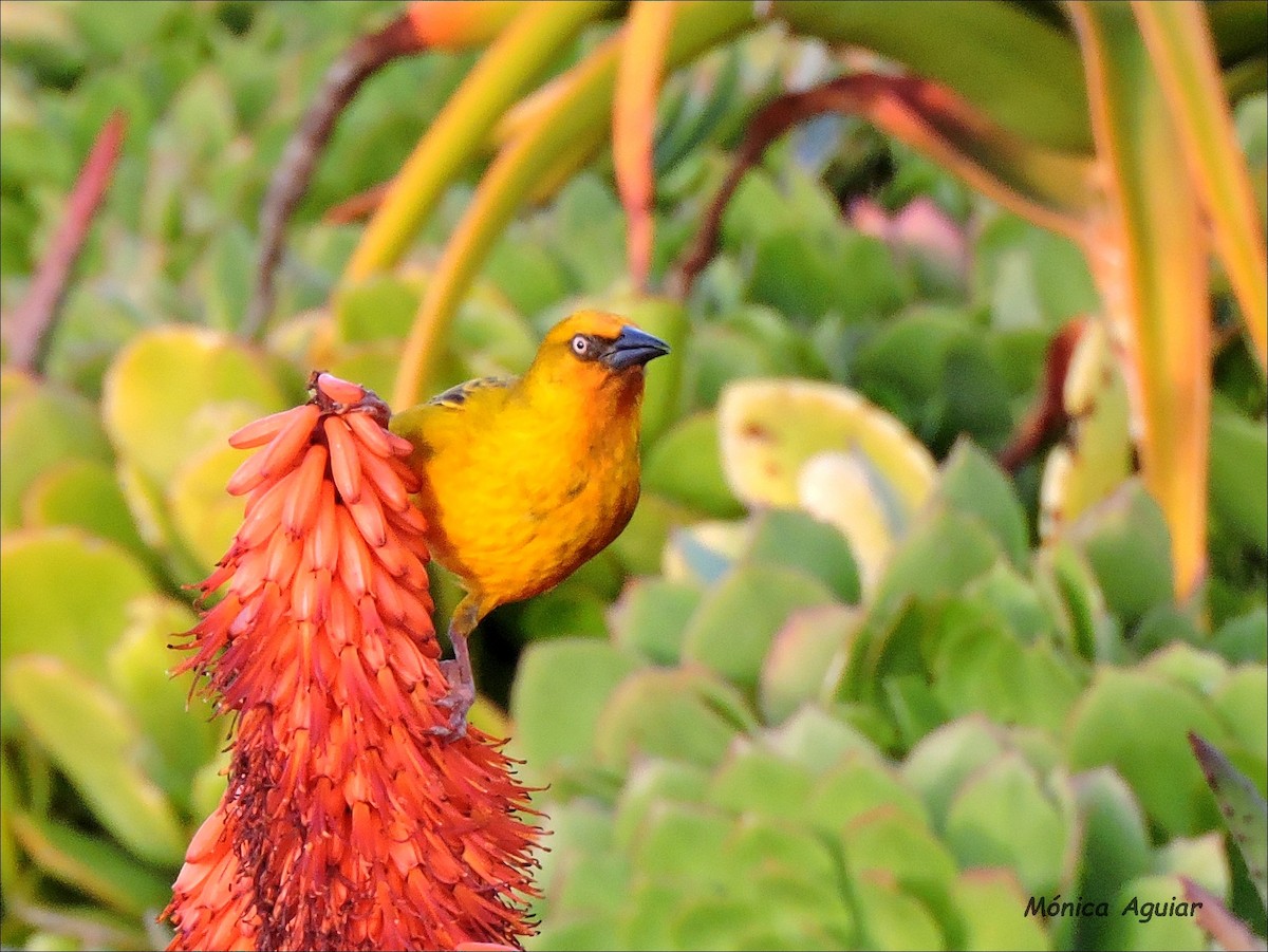 Cape Weaver - ML642777600