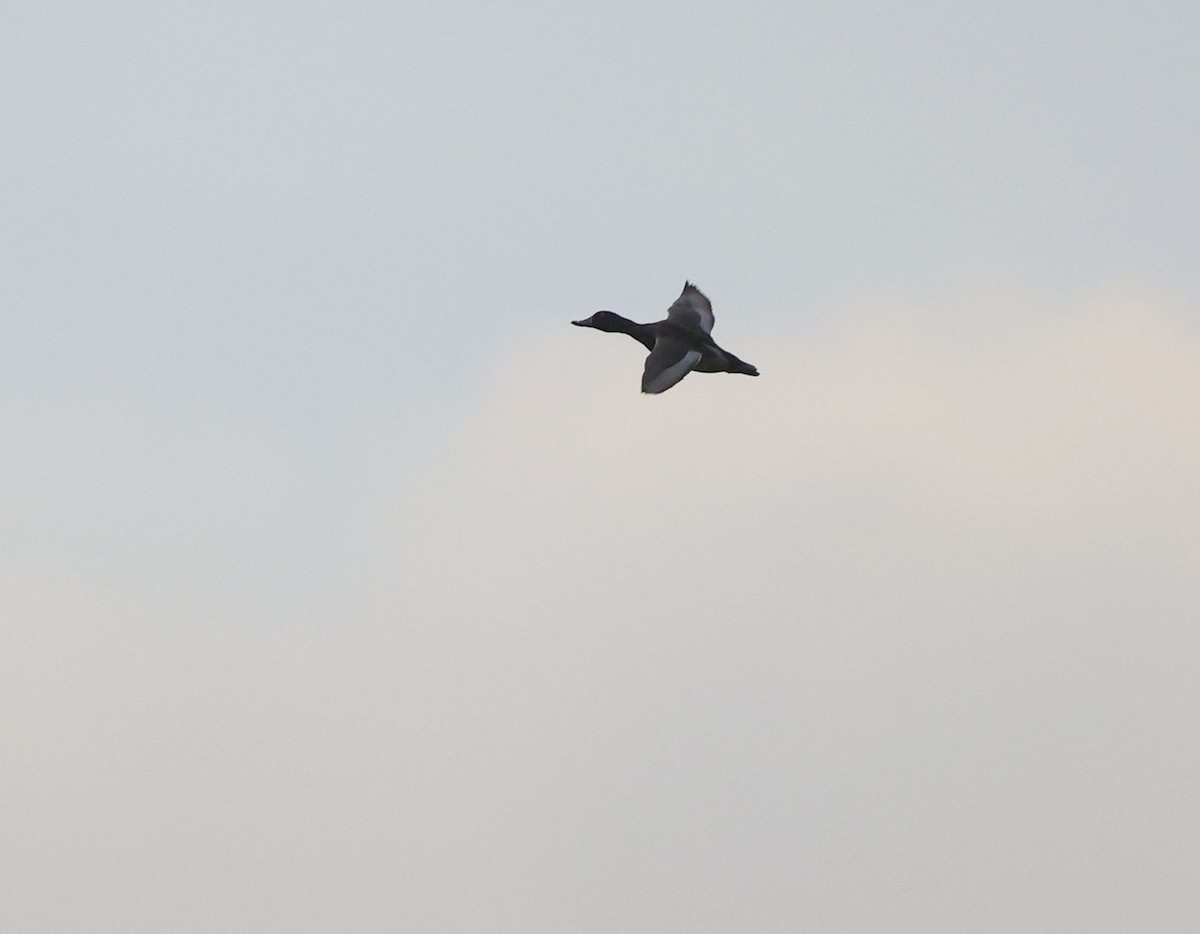Ring-necked Duck - ML642777605