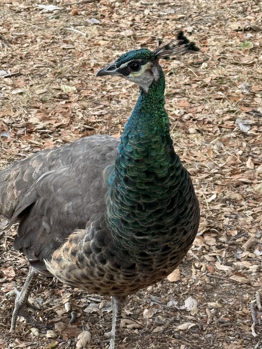 Indian Peafowl (Domestic type) - ML642777606