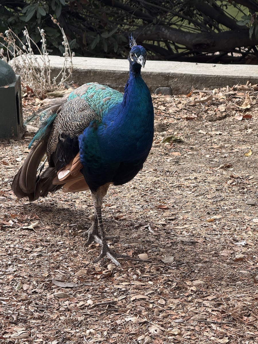 Indian Peafowl (Domestic type) - ML642777607