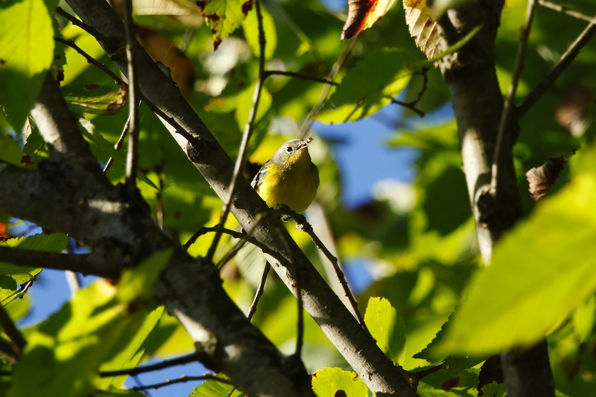 Magnolia Warbler - ML642777614