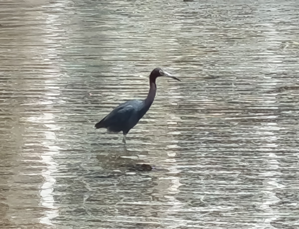 Little Blue Heron - ML642777627