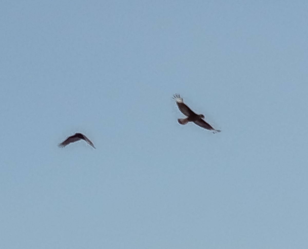 Crested Caracara - ML642777639