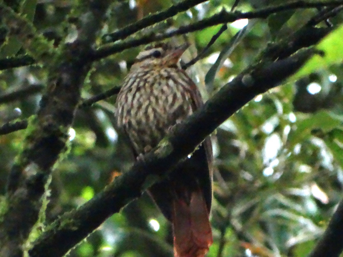 Pale-browed Treehunter - ML642777641