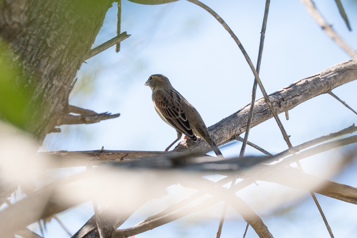 Dickcissel - Rebecca Stephenson