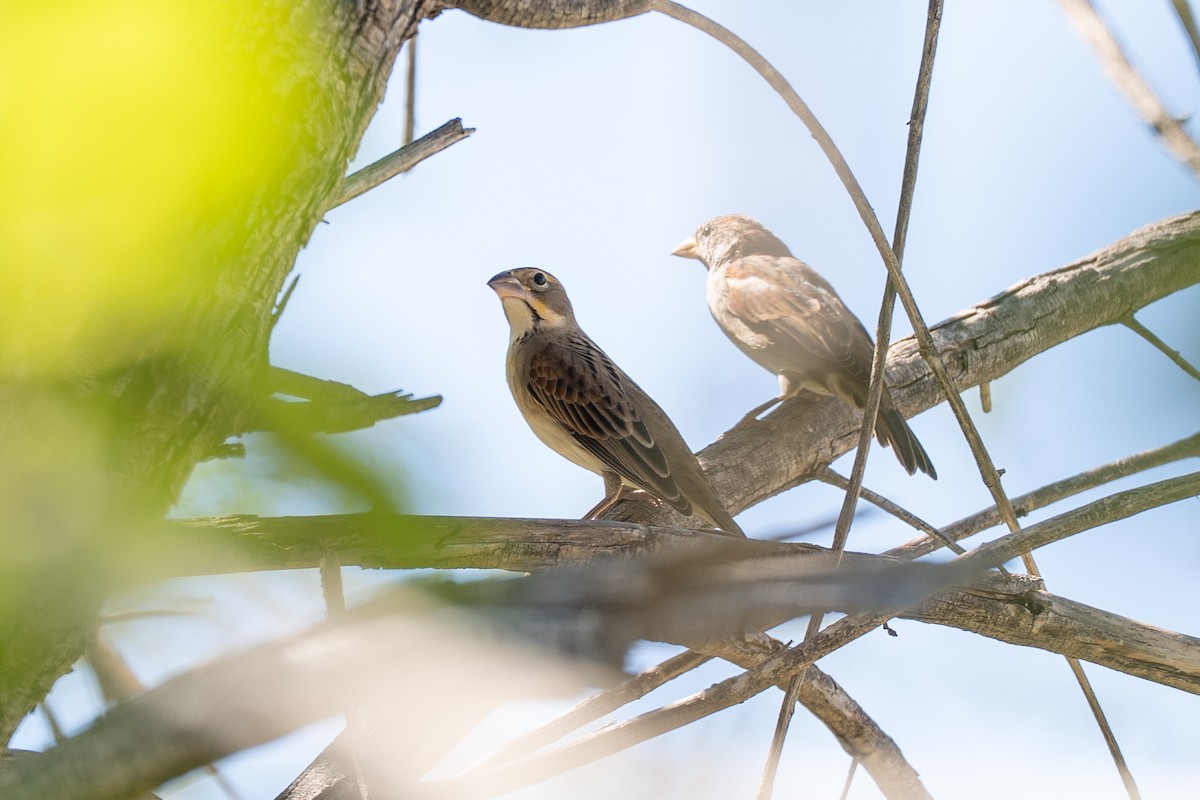 Dickcissel - Rebecca Stephenson