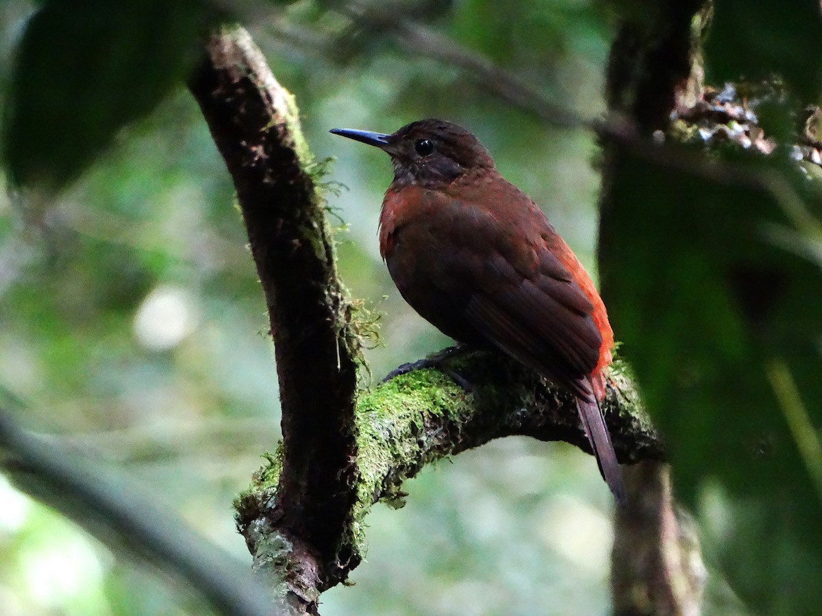 Sclérure à poitrine rousse - ML642777694
