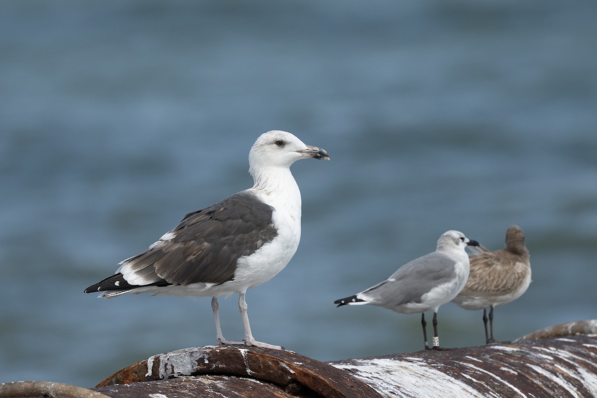 Great Black-backed Gull - ML642777705