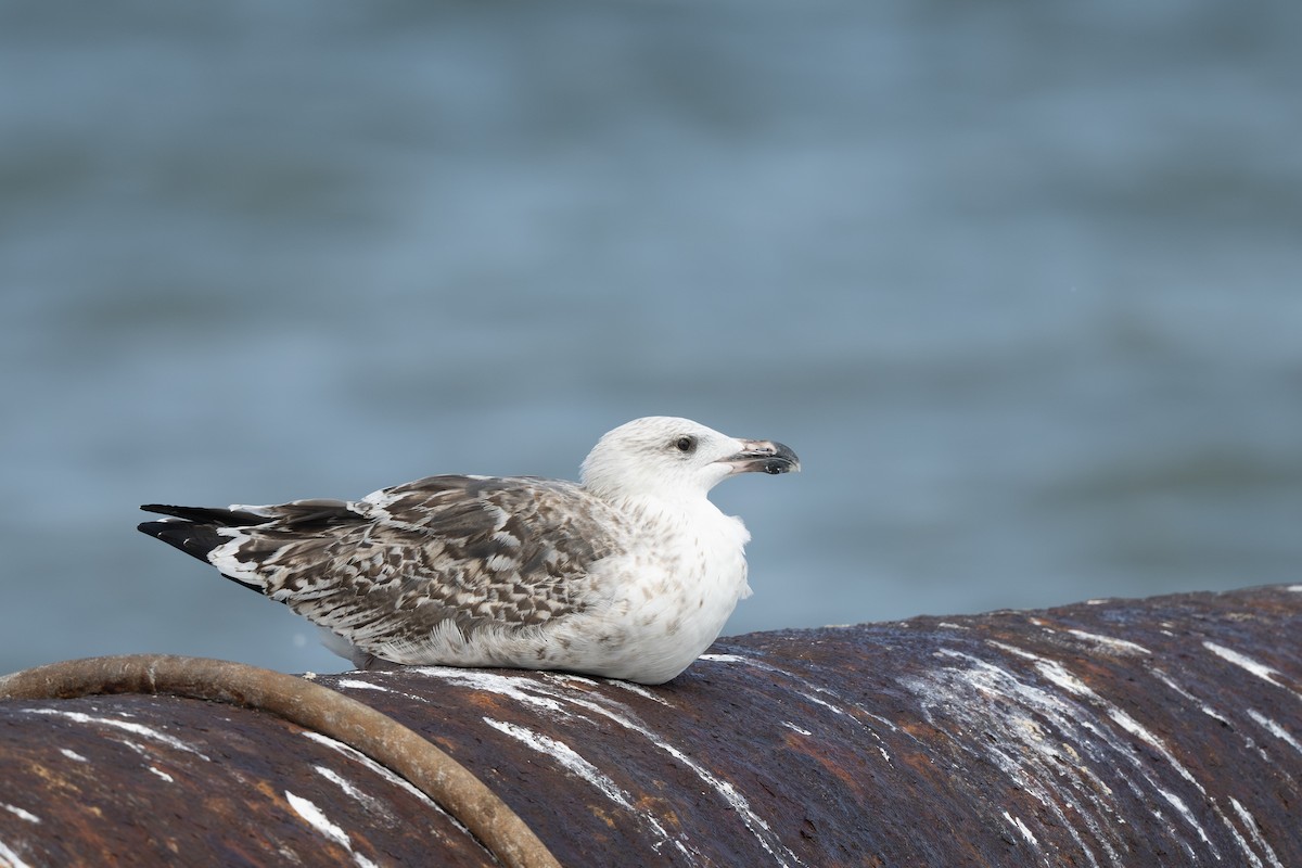 Great Black-backed Gull - ML642777706