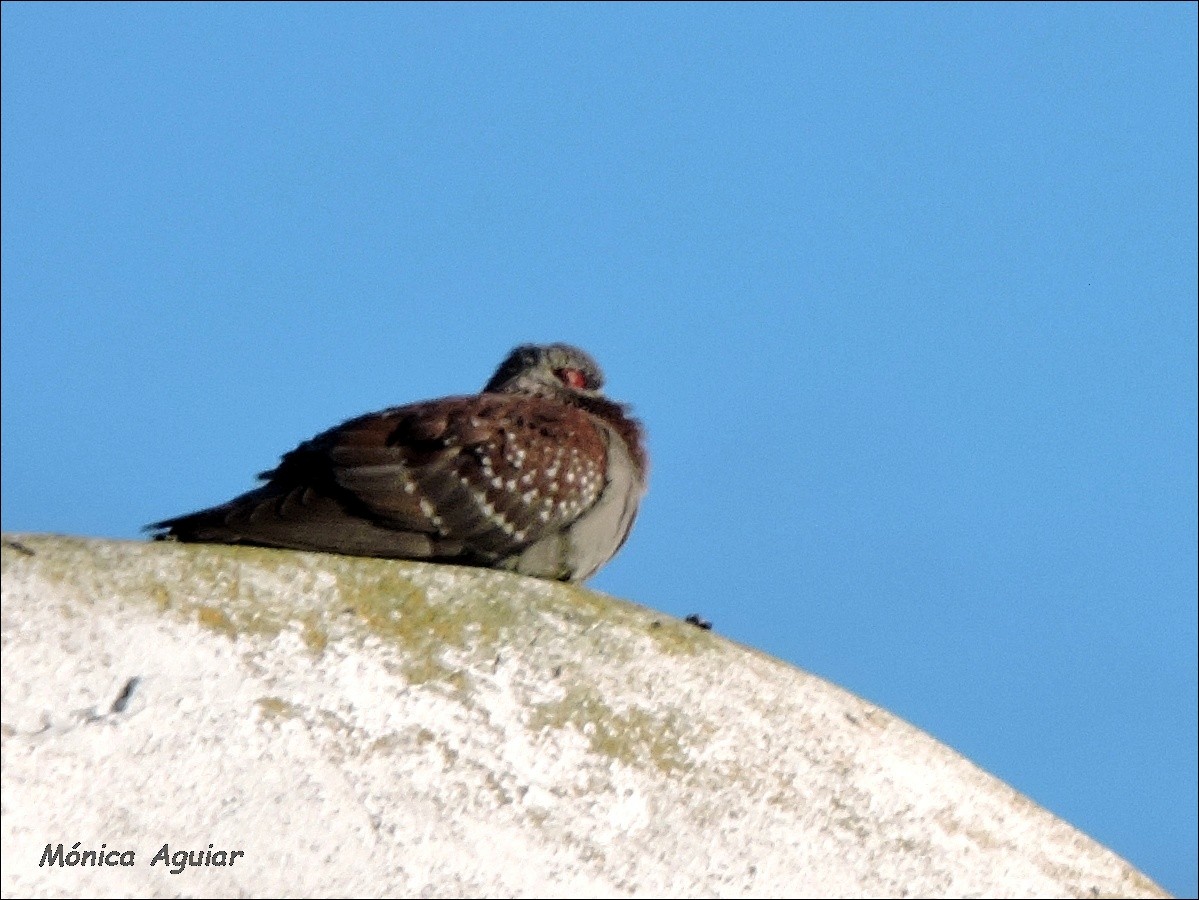 Speckled Pigeon - ML642777709