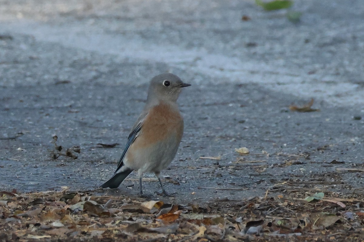 Western Bluebird - ML642777715