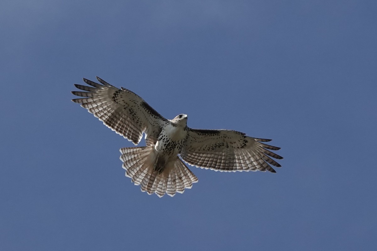 アカオノスリ - ML642777736