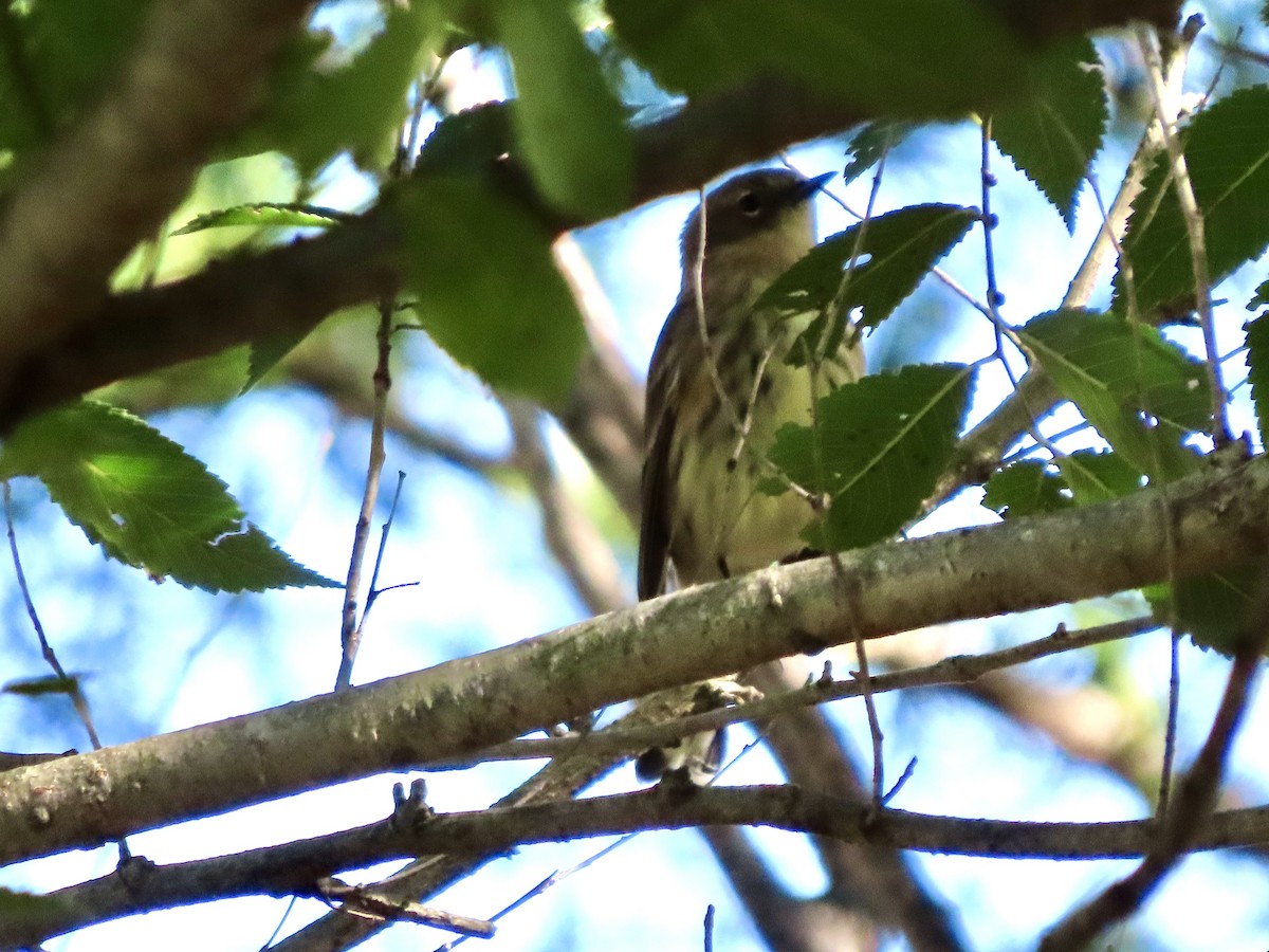 Yellow-rumped Warbler - ML642777740