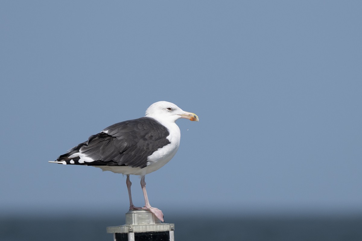 Great Black-backed Gull - ML642777745