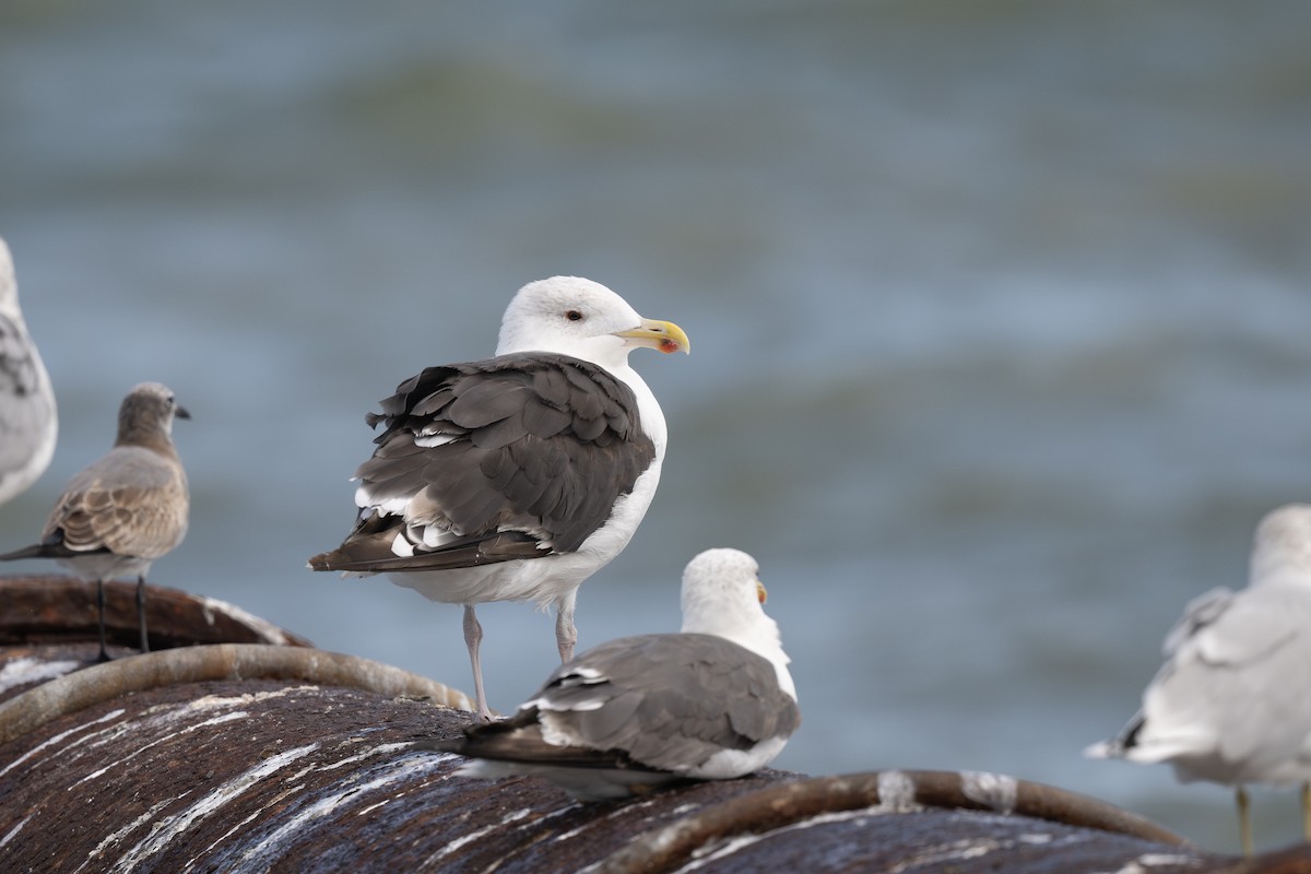 Great Black-backed Gull - ML642777746