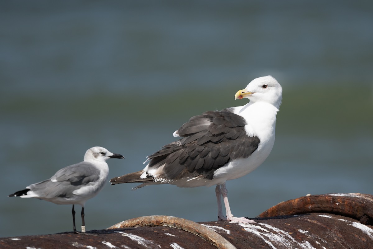 Great Black-backed Gull - ML642777747