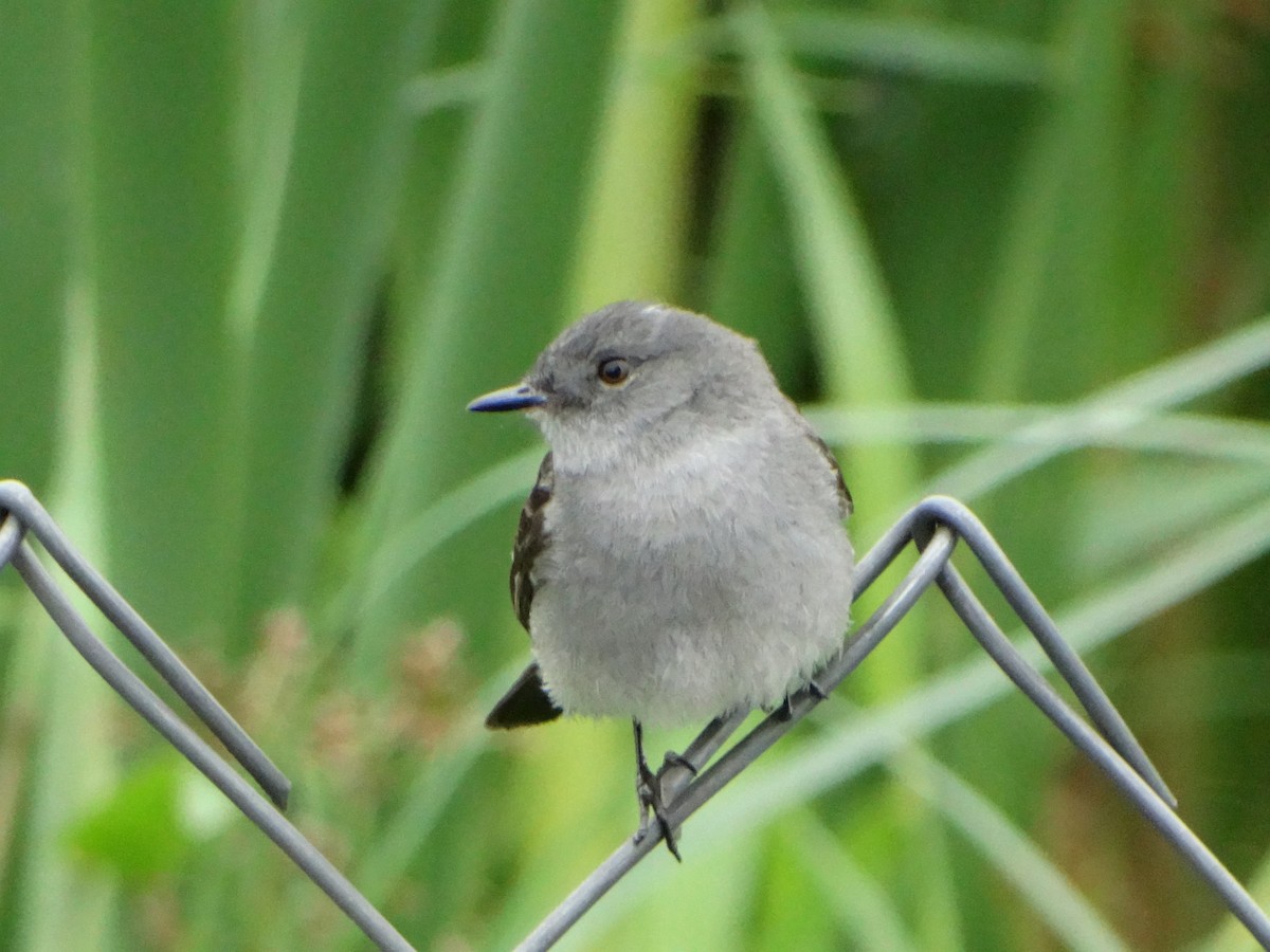 Sooty Tyrannulet - ML642777764