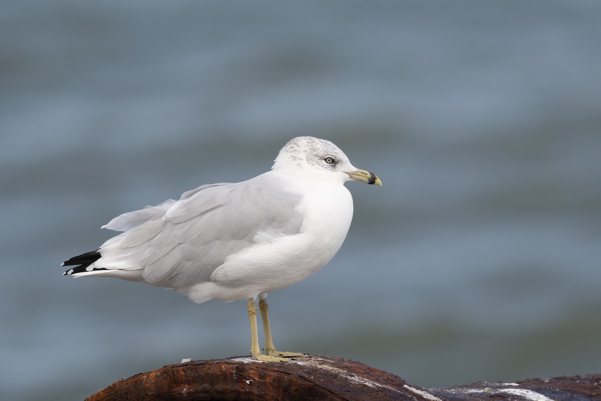 Ring-billed Gull - ML642777773