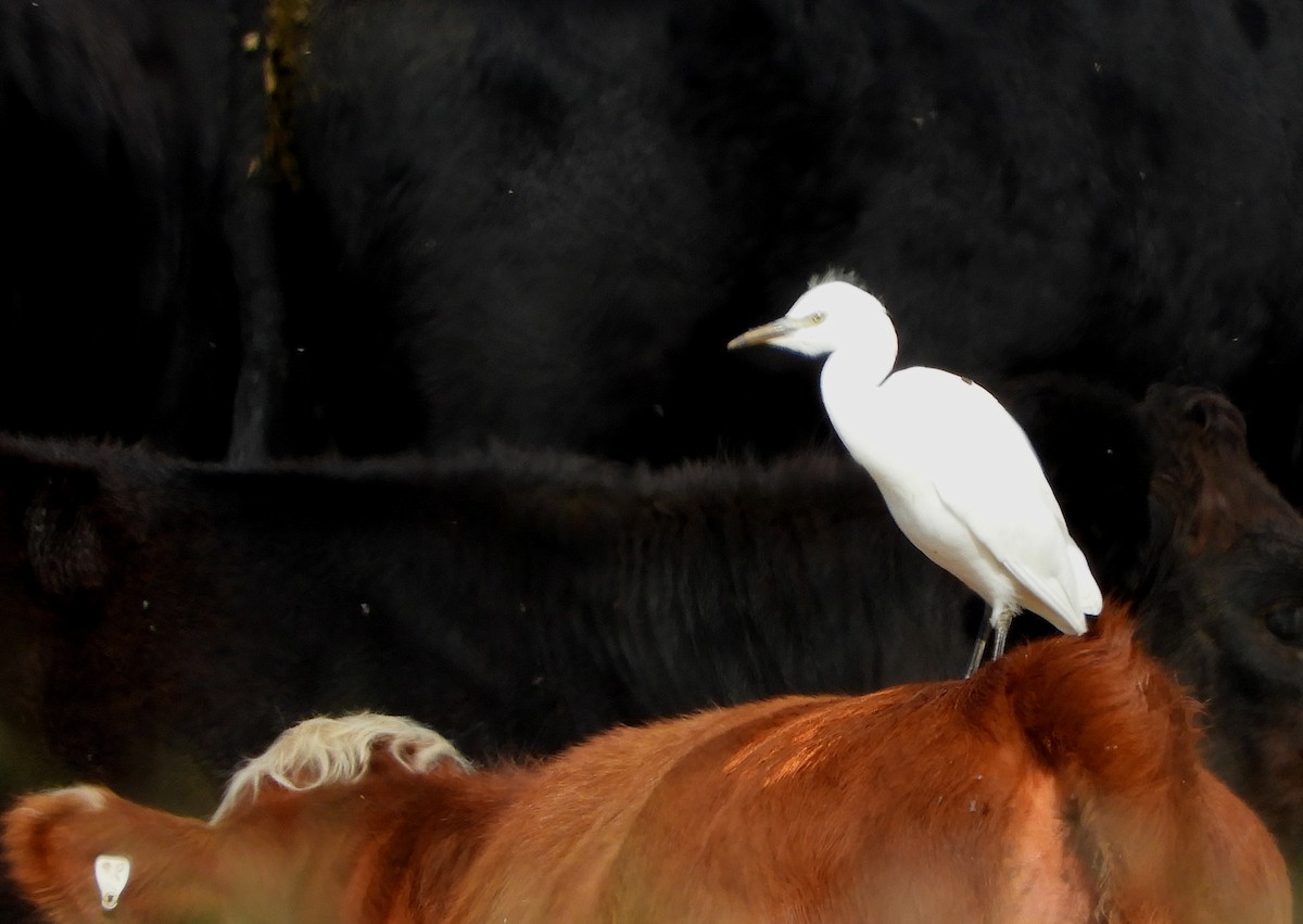 Western Cattle-Egret - ML642777780