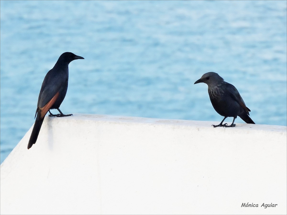 Red-winged Starling - ML642777787