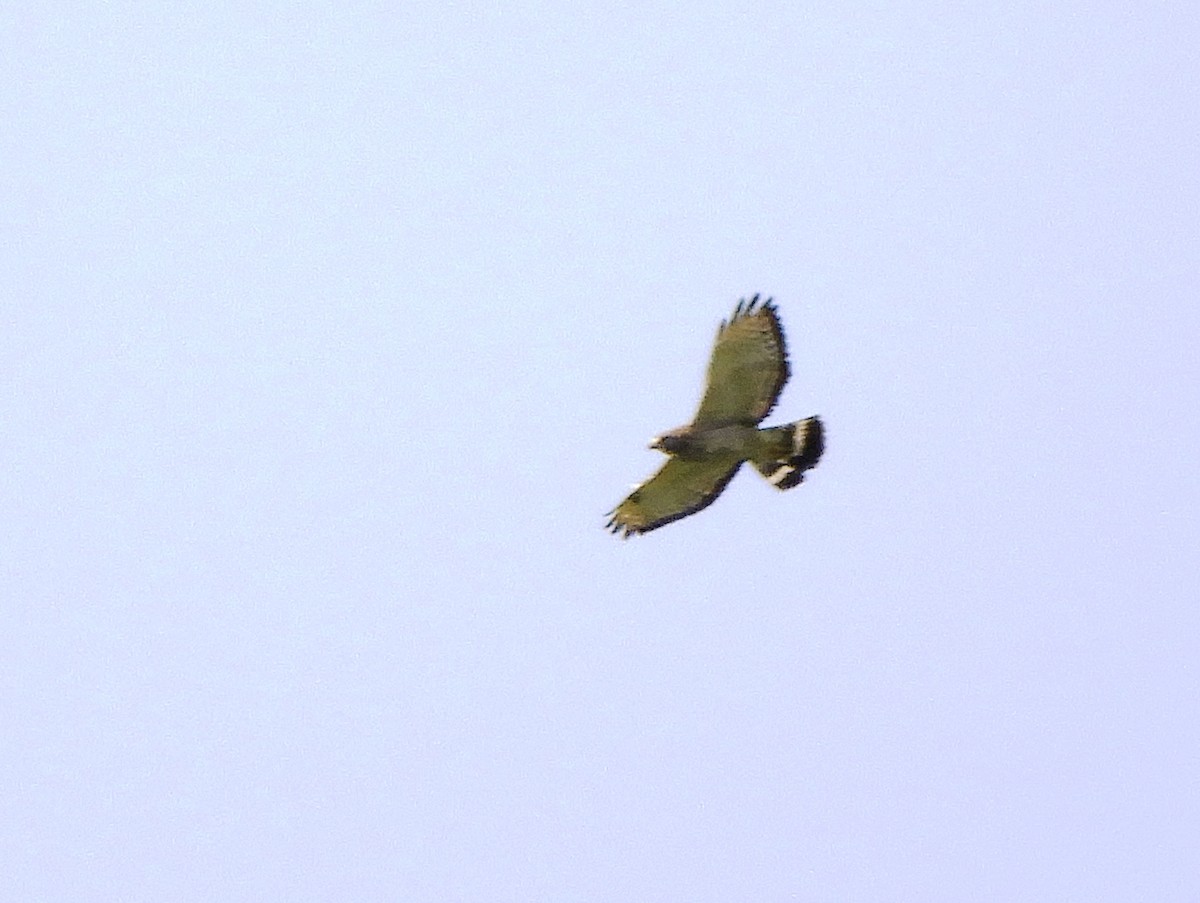 Broad-winged Hawk - ML642777789