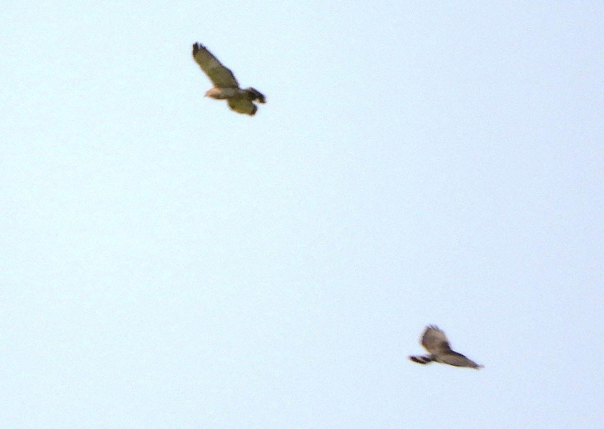 Broad-winged Hawk - ML642777790