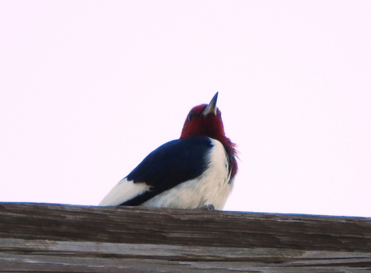 Red-headed Woodpecker - ML642777809