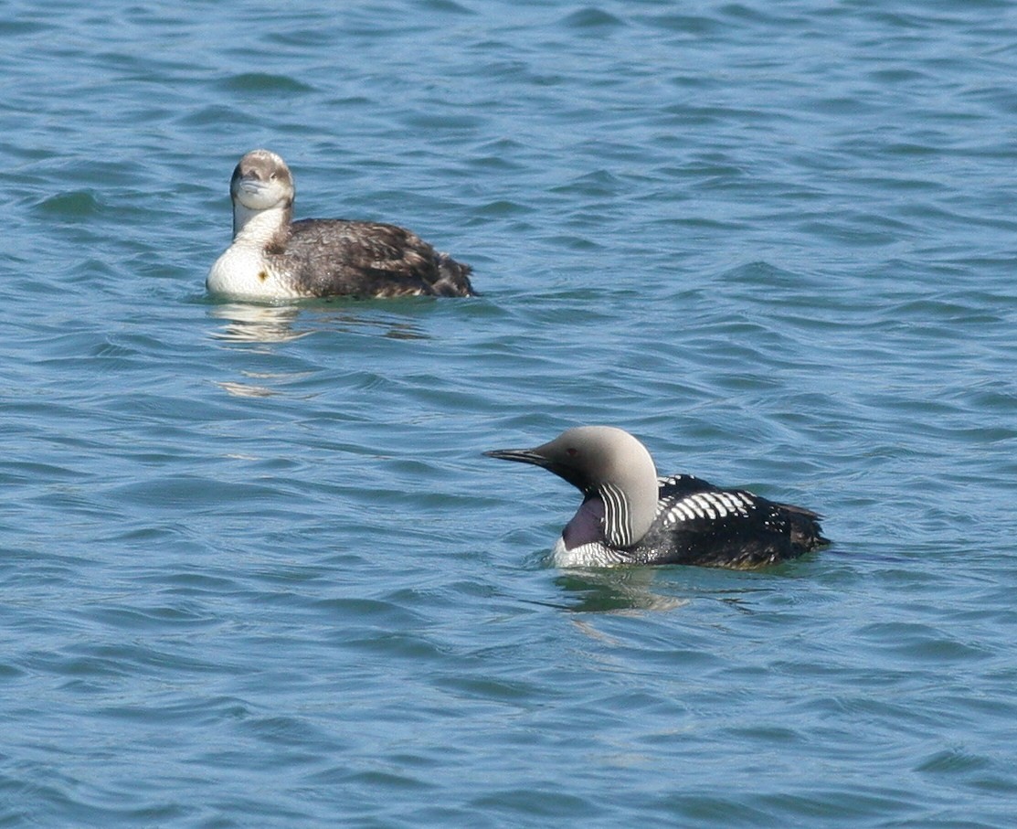 Pacific Loon - Matthew Bowman