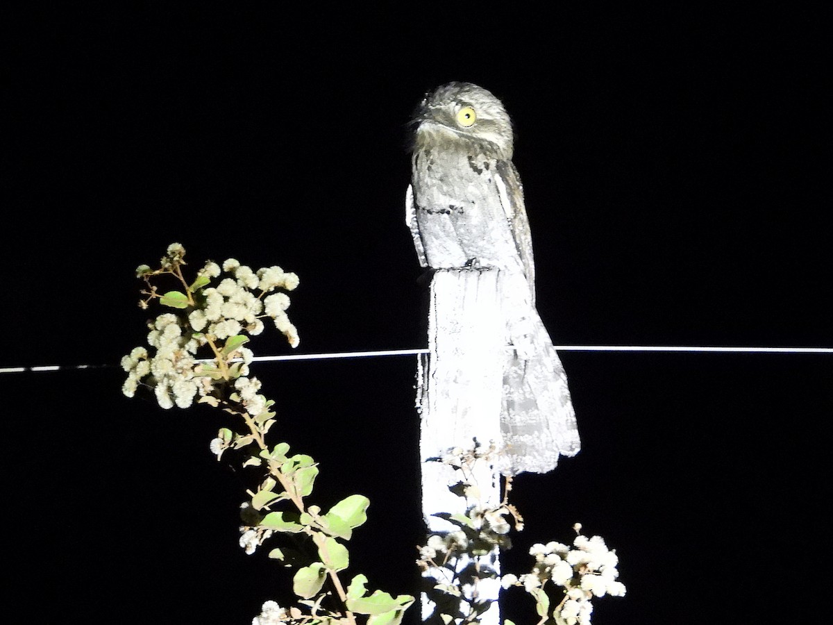 Common Potoo - ML642777829