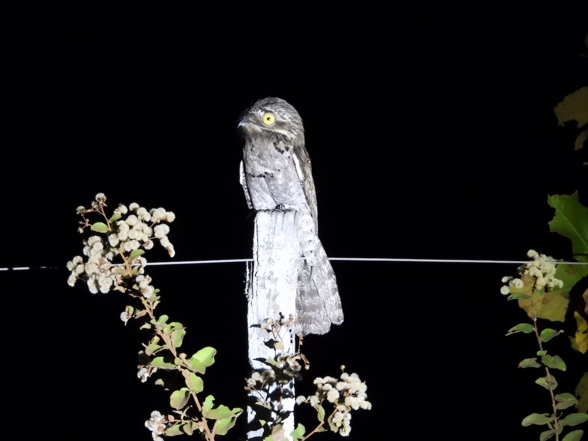 Common Potoo - ML642777830