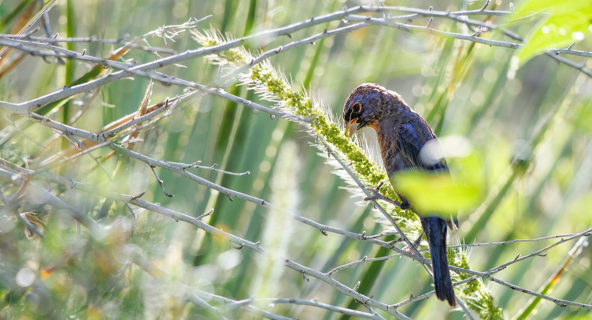 Varied Bunting - ML642777831