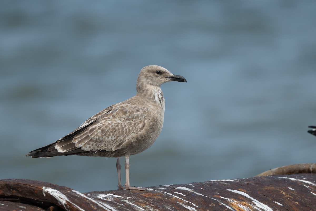 American Herring Gull - ML642777838
