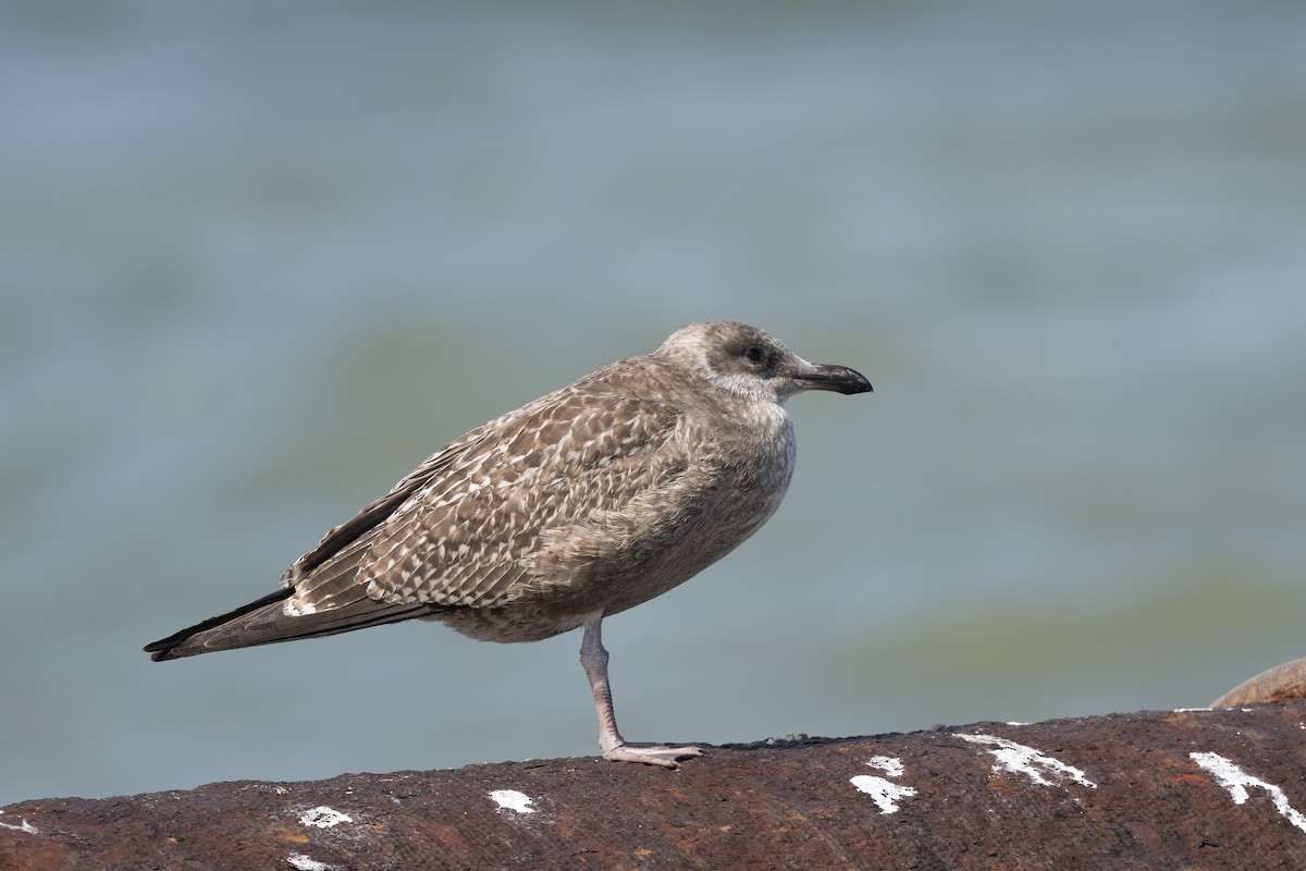 American Herring Gull - ML642777839