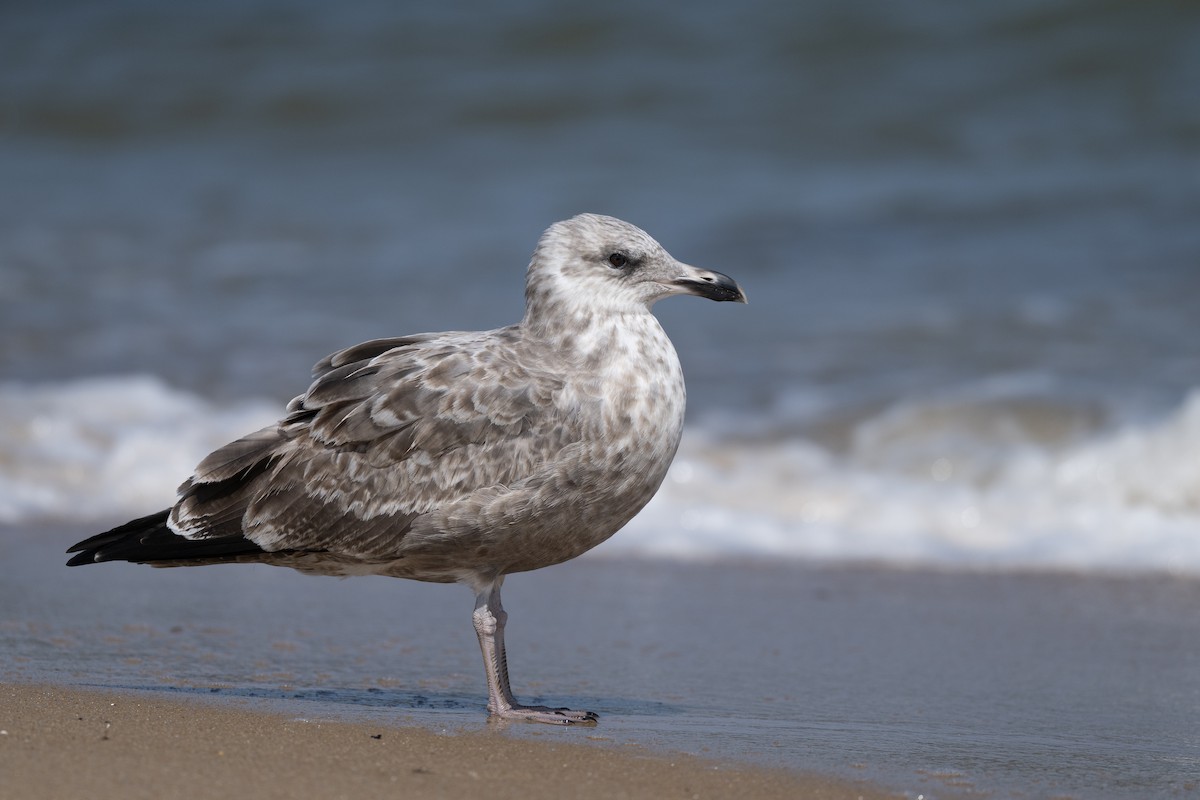 American Herring Gull - ML642777840