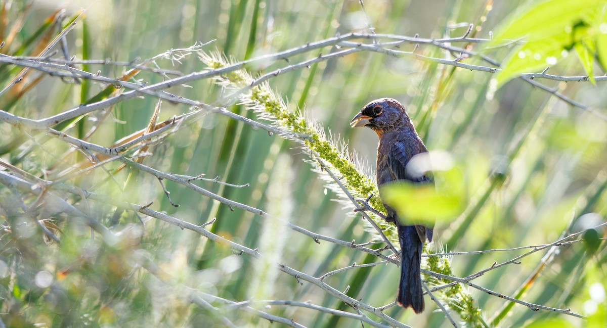 Varied Bunting - ML642777846