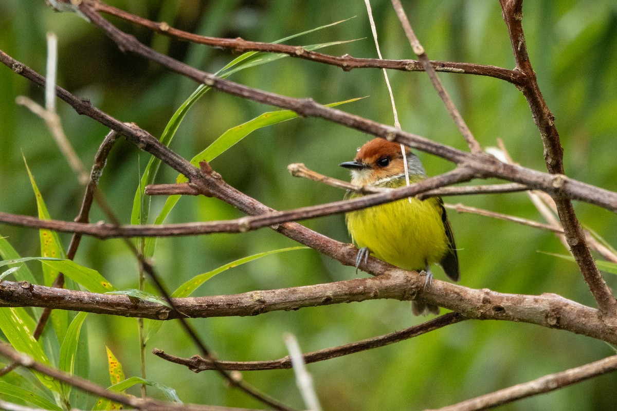 Rufous-crowned Tody-Flycatcher - ML642777855